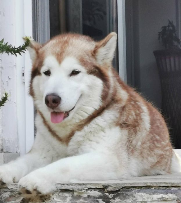 Alaskan Malamute 6 grudnia  2026  Arctica Challenge Poland FCI