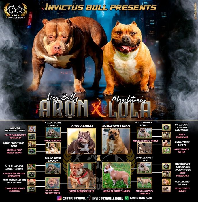 American Bully  Pocket (Linhagem de Topo Mundial)