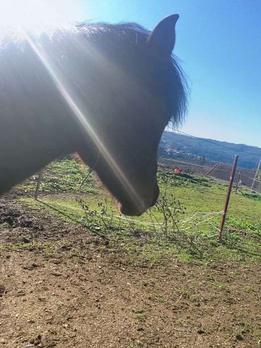 Cavalo Macho de 5 anos da raça Garrano