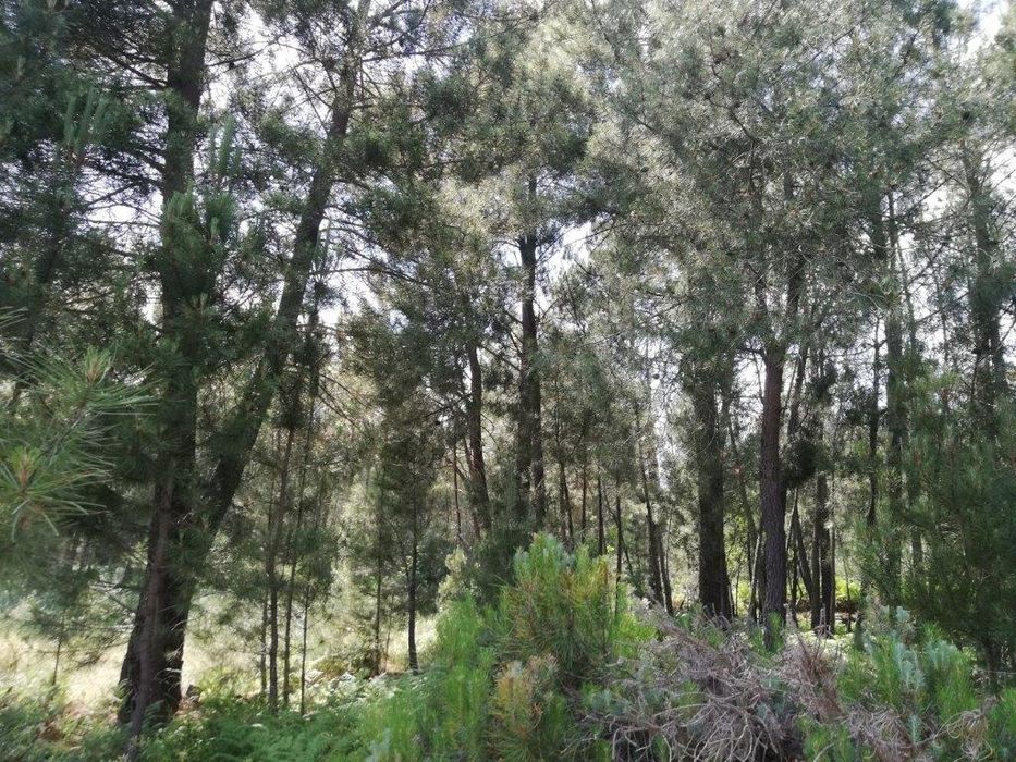 Quinta na Serra da Estrela