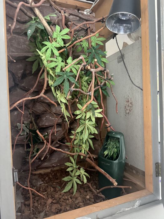 Terrarium dla Kameleon