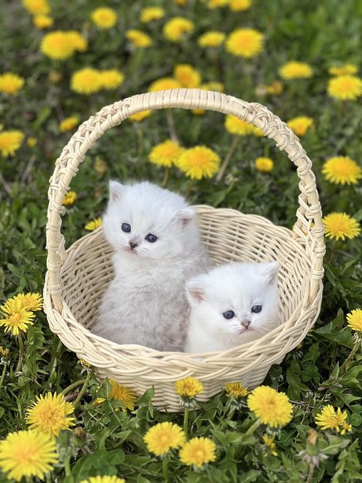 Котята ns11 шиншилла серебріста