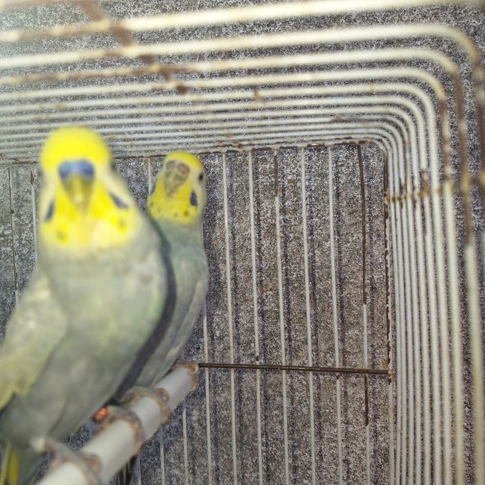 Piriquitos Arco-iris