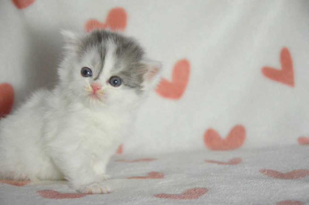 Kociak szkocki prostouchy scottish straight z rodowodem