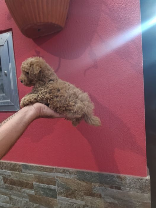 Poodle toy fêmea