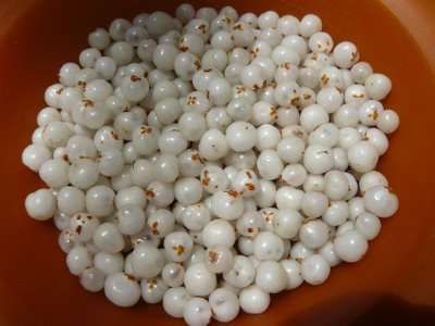 20 Sementes Camarinha (Corema album)