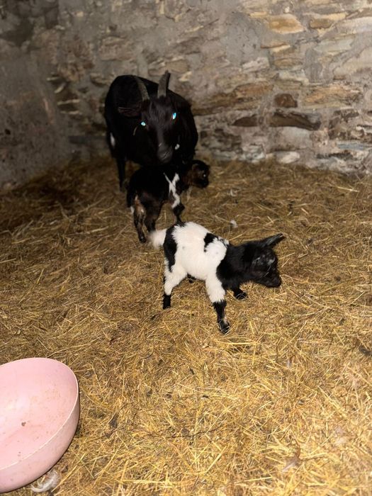 Vendo cabras micro anãs