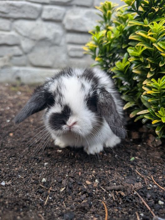 Mini lop, baranek miniaturka, metryka