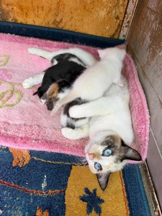 Gatinho cinza para adoção