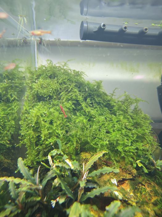 Christmas moss - vesicularia montagnei