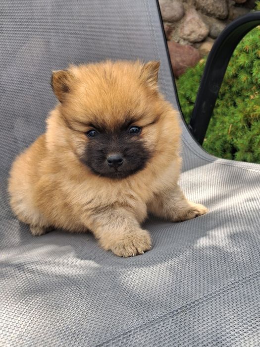 Szpic miniaturowy pomeranian  śliczny chłopczyk