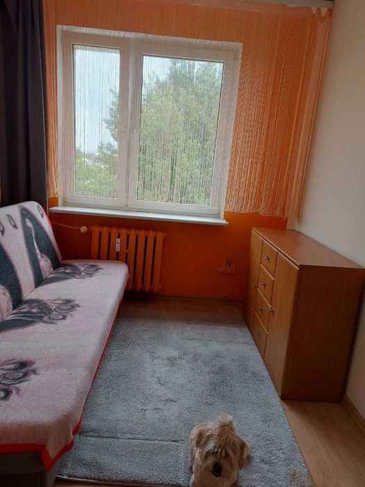 Mieszkanie do wynajęcia