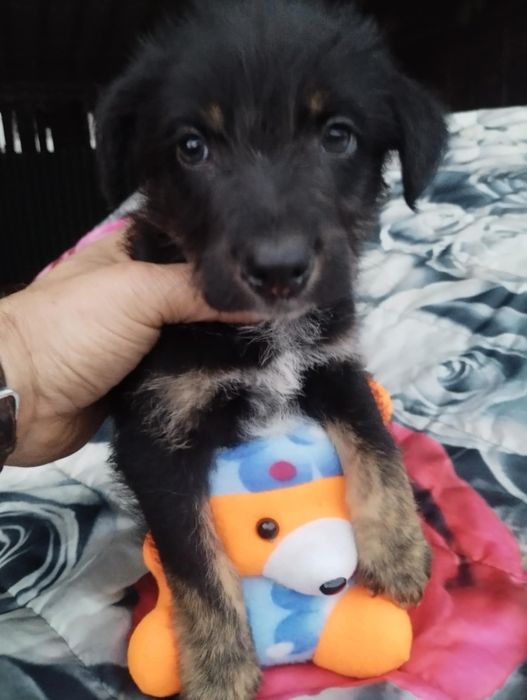 Snoopy para adoção muito responsável