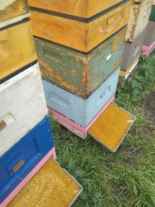 Pyłek pszczeli2025,pyłek kwiatowy2025,odnóża,pszczoły,ule,miód