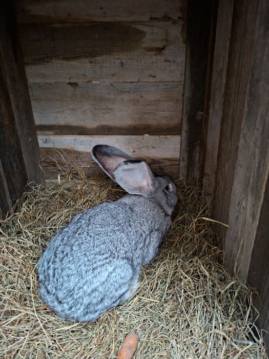 Sprzedam Olbrzymy Belgijskie
