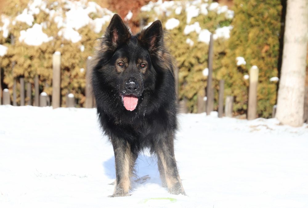 Owczarek Staroniemiecki