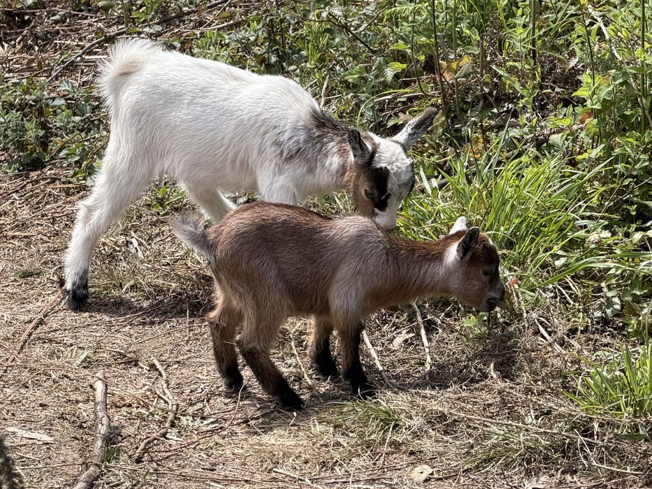 Cabras anas( femeas e machos)