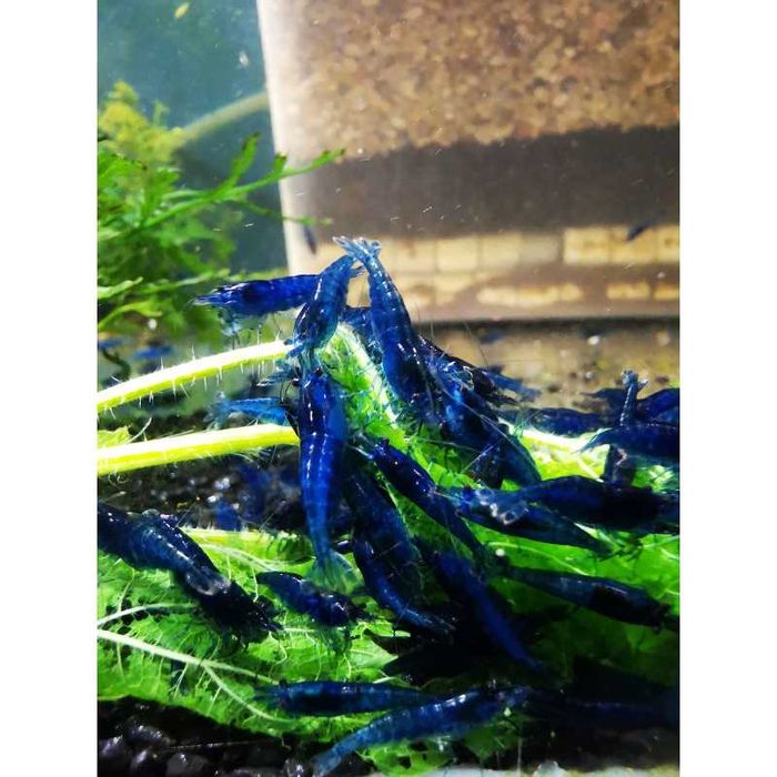 Neocaridina davidi Krewetka Blue Velvet