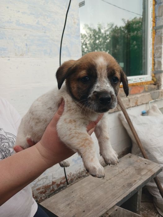 Малюки шукають родину, безкоштовно