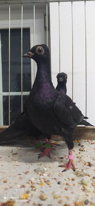 Wiedeńskie Wiedeński Samica