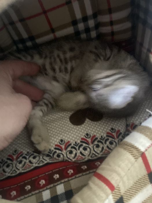 Шотланский веслоухий котик 2 месяца