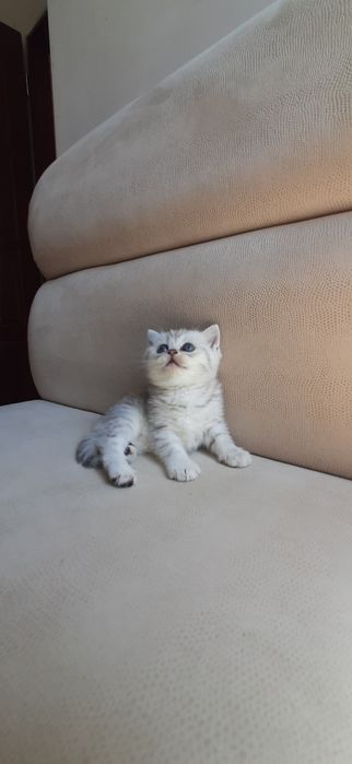 Британские котята