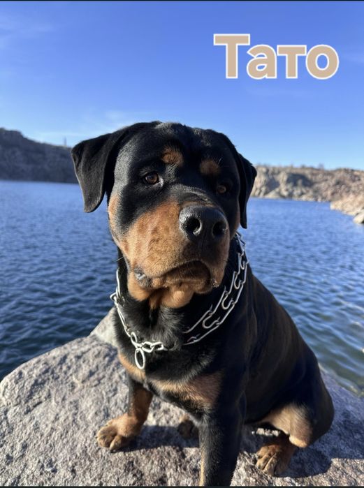 Чистокровні цуценята ротвейлера – для люблячої родини