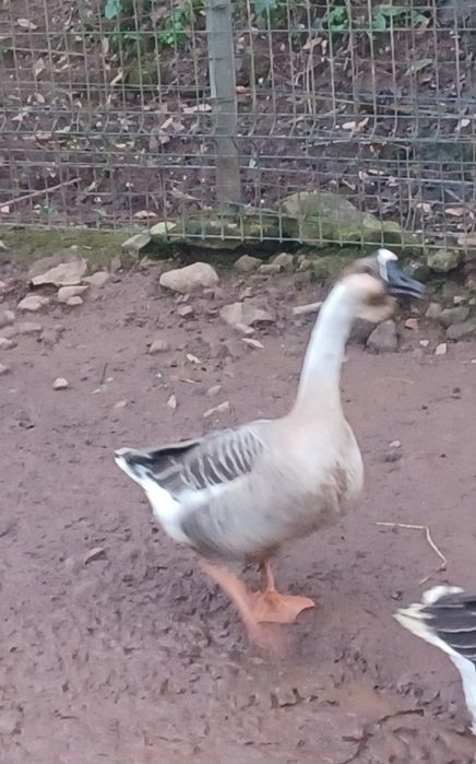 Femia da  Guiné  adulta