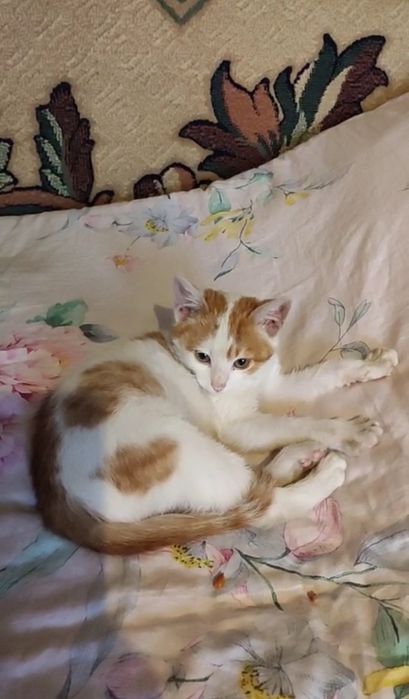 Кошенятко у хороші руки