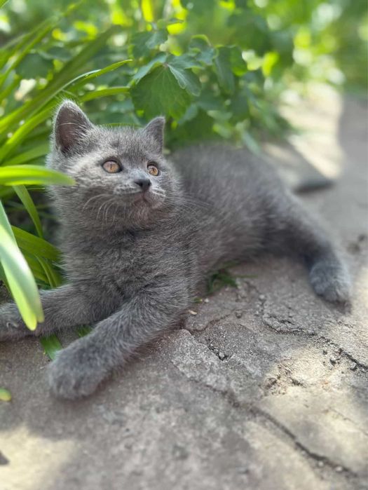 Котик британець прямовухий