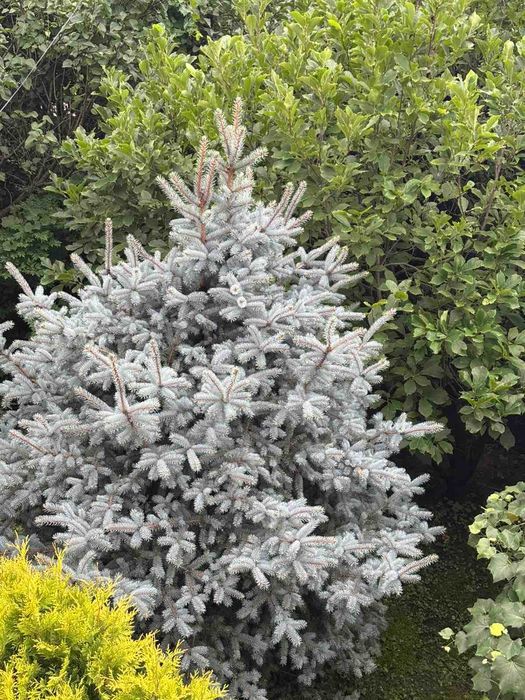 Будинок за адресою вул. Капеланська (площа 297 м²) - Atlanta.ua - фото 13