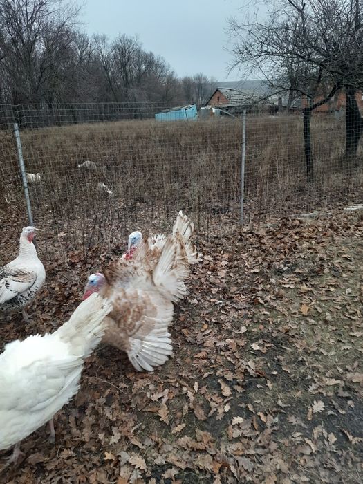 Индюки  на племя или тушками.