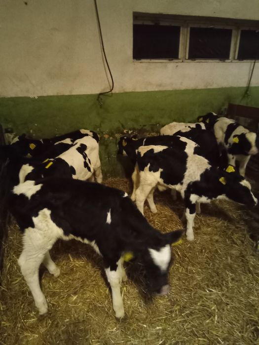 Byczki mieszance 10 szt