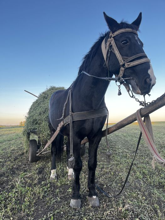 Продається робочий кінь
