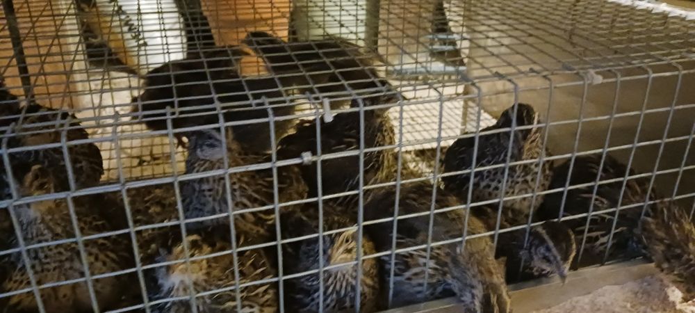 Sprzedam przepiórki dwie klatki 35 szt.