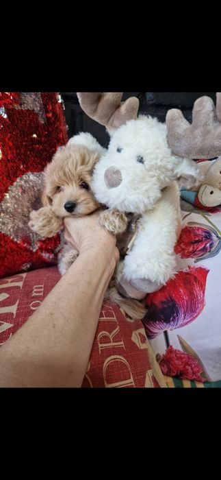 Мілашний хлопчик мальтіпу