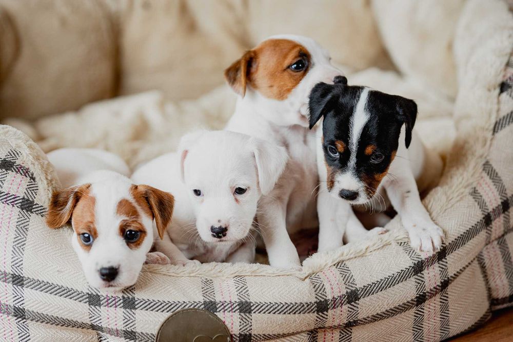 Parson Russell Terrier ZKwP