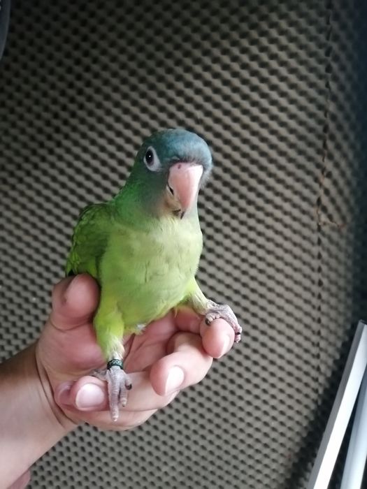 Conures cabeça azul domesticados