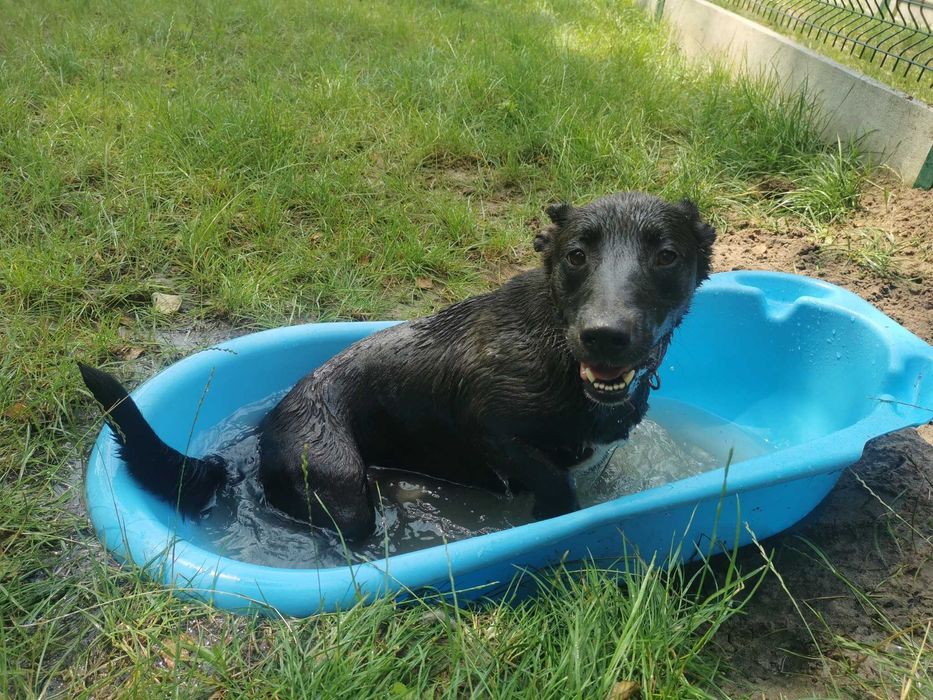 Rabuś czeka na dom...