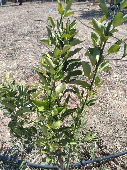 Terreno Rústico Vedado