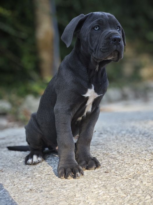Cane Corso - Macho Cizento