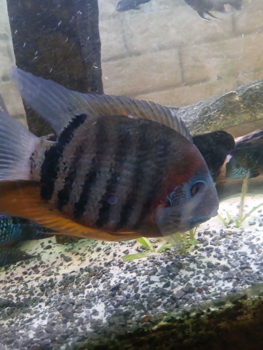 Zamienię Sewerum rotkiel