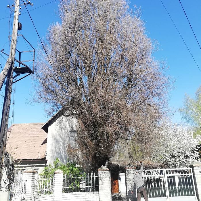 Спил деревьев  за дрова ,уборка участков,корчевание пней, покос травы,