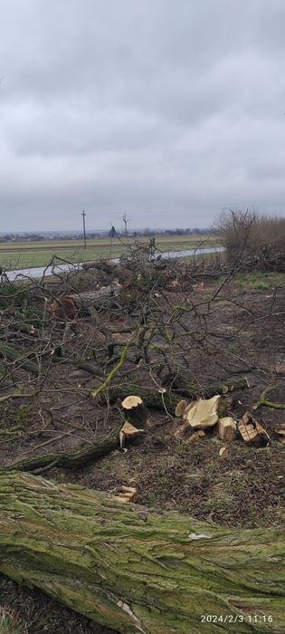 Wycinka drzew Trudnych