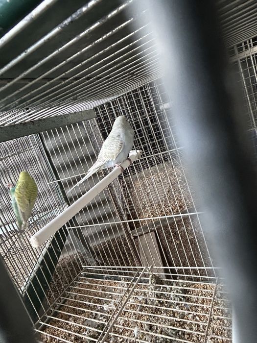 Vendo casal de piriquitos arco iris novos