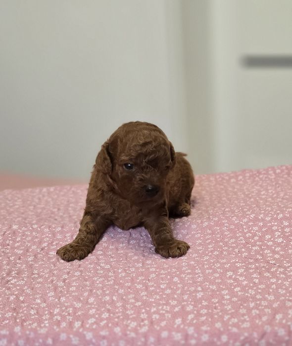 Pudel toy red brown sunia