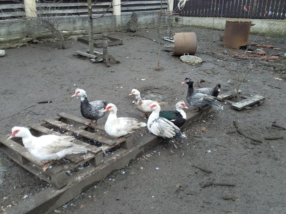 Продам мускусні качки