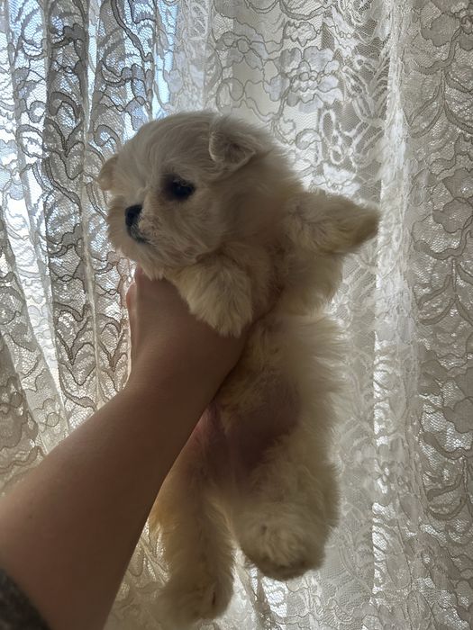 Мини мальчик мальтезе