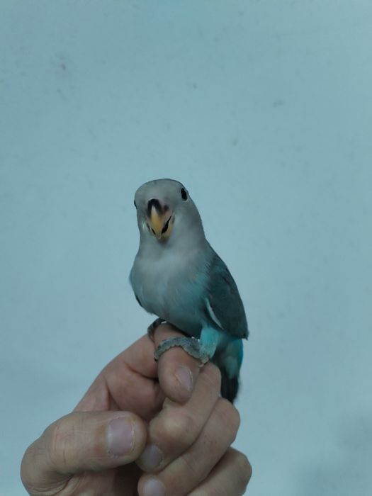 Rosicolie Criado Mão