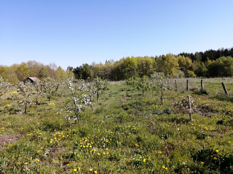 будинок в селі біля лісу